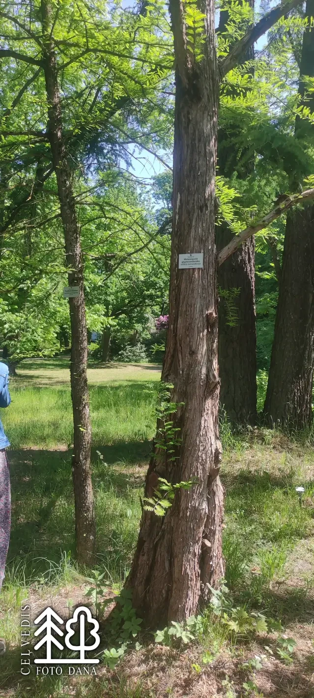 Metasequoia glyptostroboides